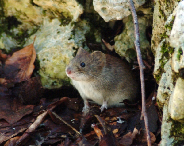 Piccolo roditore. Arvicola rossastra